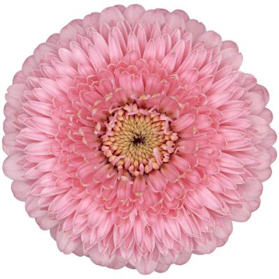 gerbera piggy