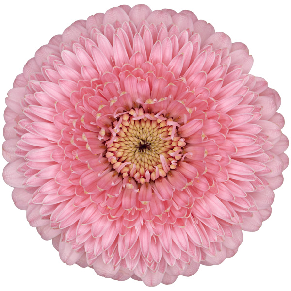 gerbera piggy