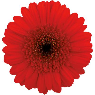 Suri
