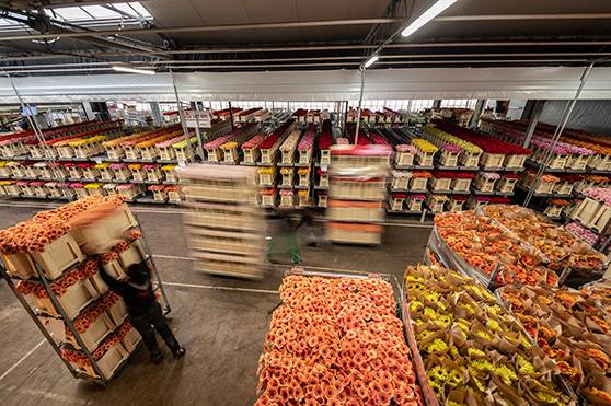 Medewerker boeketlijn